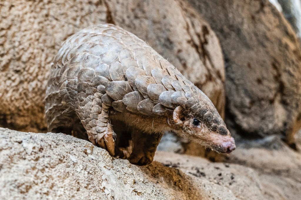 Samička Run Hou Tang. Foto: Taipei Zoo