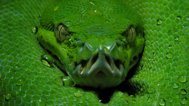 mravenecnici 300x169