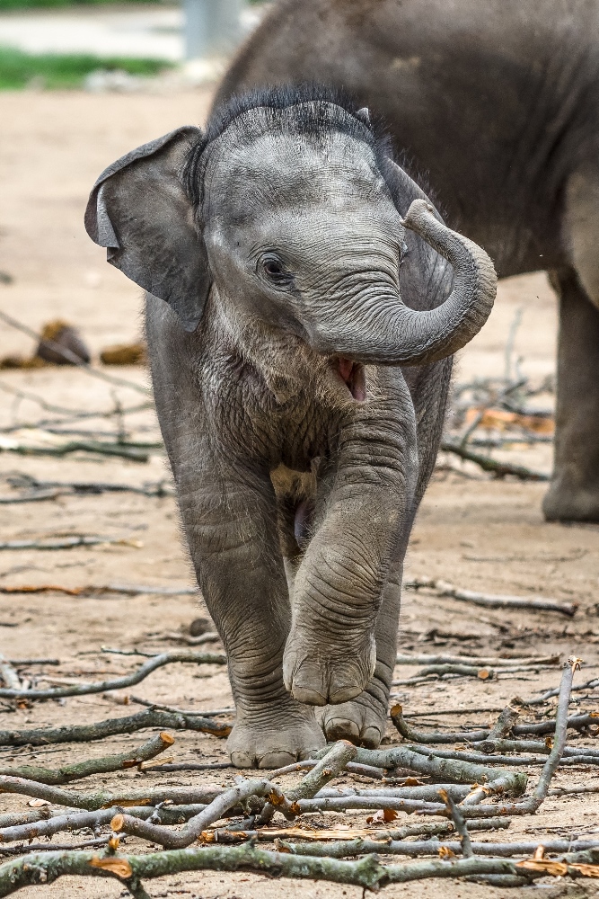 V sobotu se uskuteční v Zoo Praha oslava prvních narozenin slůněte Rudiho. Foto: Petr Hamerník, Zoo Praha