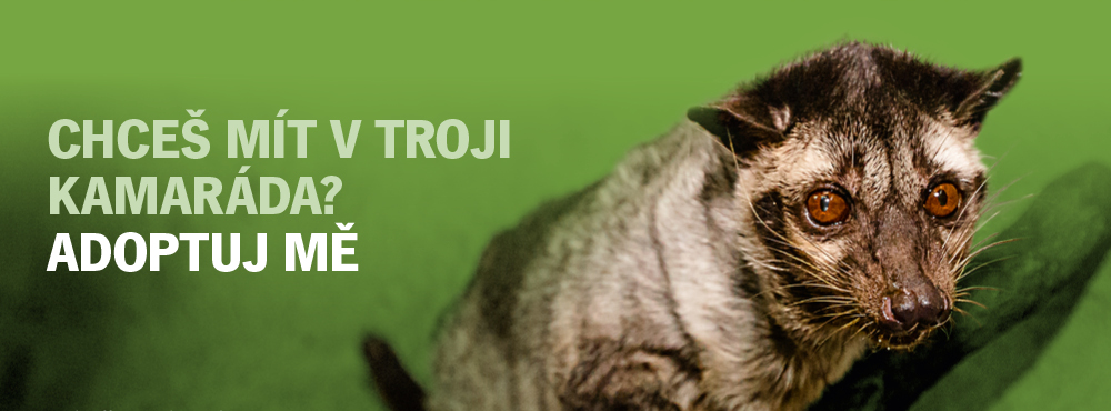 Adopce 2015