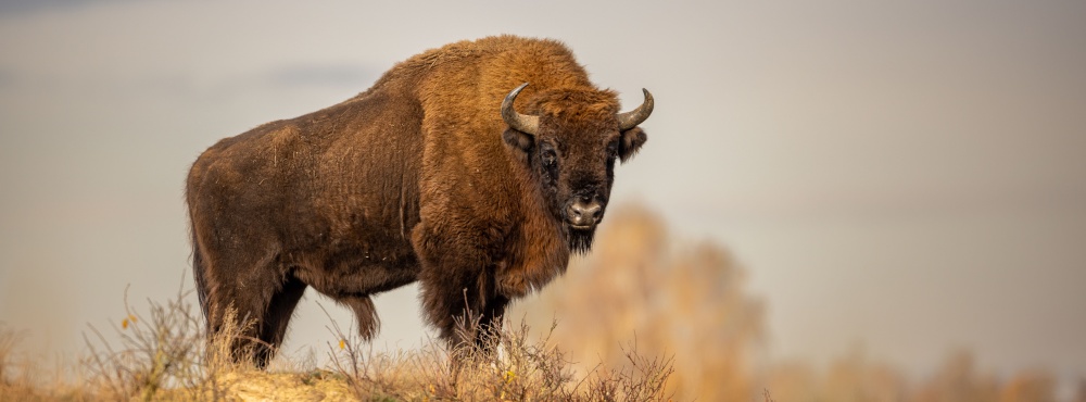 Zubři v Dolních Počernicích