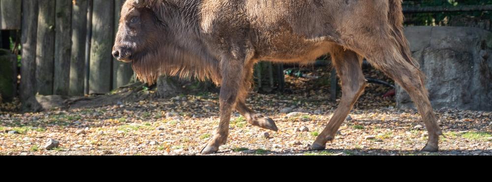 Zubři v Dolních Počernicích