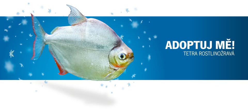 ADOPTUJ MĚ!