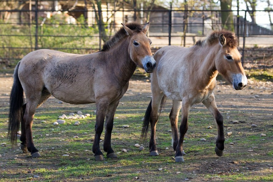 Foto (c) Tomáš Adamec, Zoo Praha