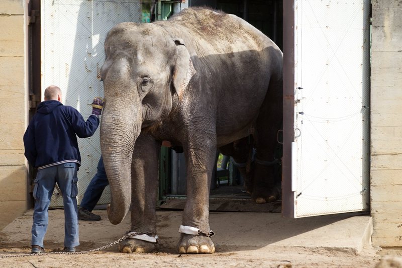 Gulab nastupuje do transportního přívěsu. Foto: Tomáš Adamec, Zoo Praha