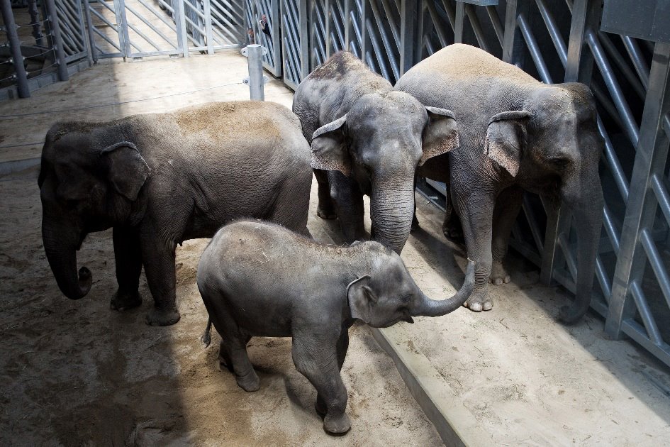 V nově spojeném stádu samic panuje v prvních dnech klid a pohoda. Foto (c) Tomáš Adamec, Zoo Praha