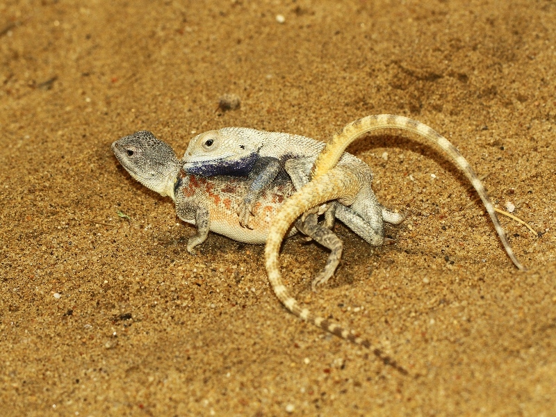 Páření agam stepních, foto (c) Petr Velenský, Zoo Praha