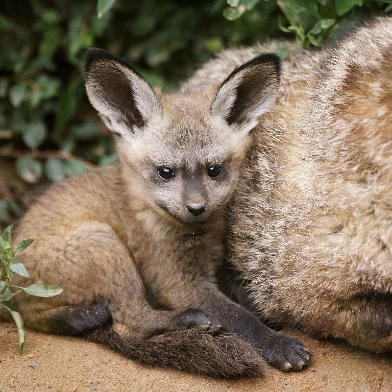 Štěňata psů ušatých v pražské zoo, foto (c) Tomáš Adamec, Zoo Praha