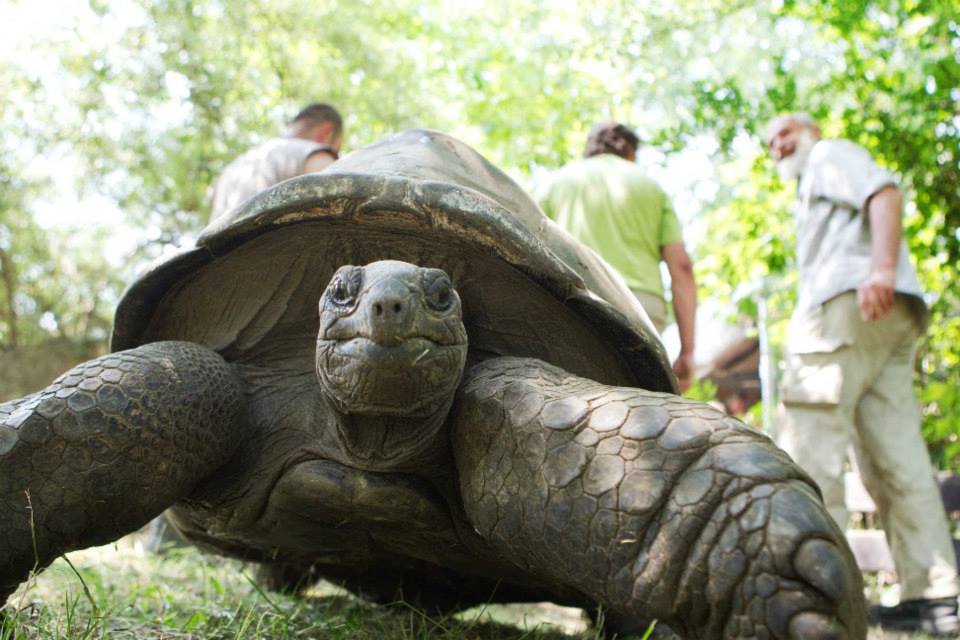 Návrat na louku před Pavilonem goril provázelo nadšení. Úprava a úklid výběhu želv proběhly tak rychle pouze díky pomoci desítek dobrovolníků. Foto: Tomáš Adamec, Zoo Praha