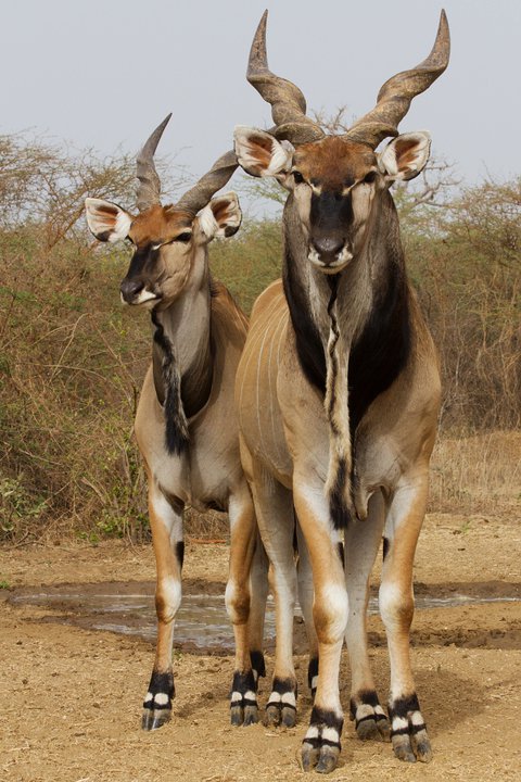 Antilopa Derbyho, foto (c) Pavel Brandl
