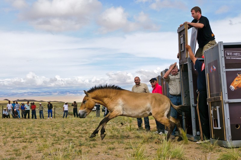 Vypouštění koní Převalského do mongolské stepi při prvním samostatném transportu, který zorganizovala Zoo Praha. Autor foto: Jana Ptačinská Jirátová