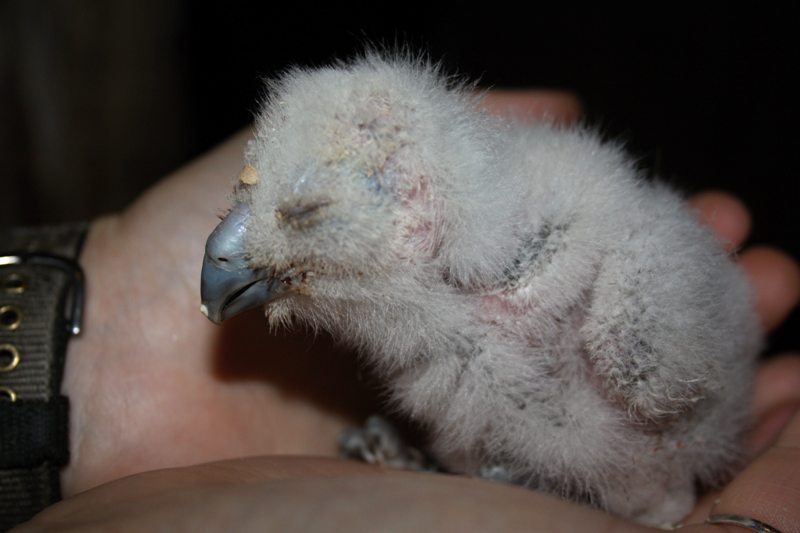  Mládě ketupy malajské. Foto (c) Antonín Vaidl, Zoo Praha