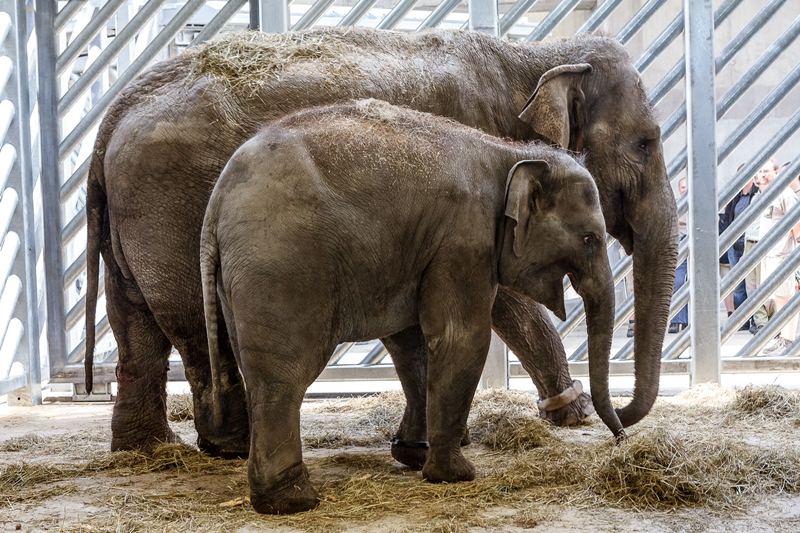 Donna a Tonya v pražském sloninci. Autor foto: Miroslav Bobek, Zoo Praha