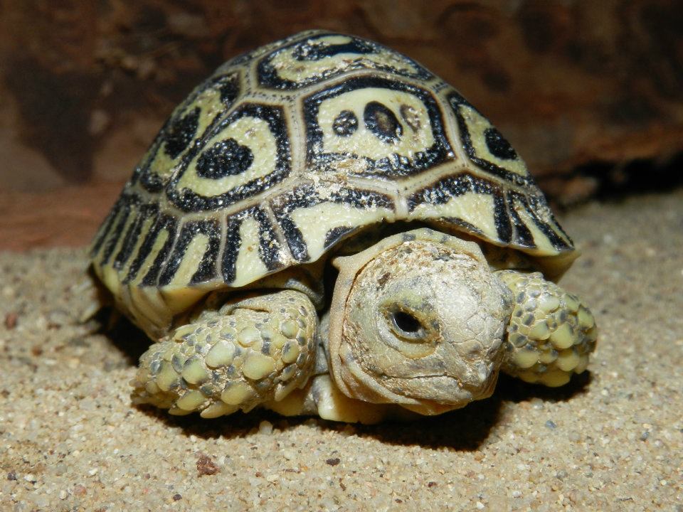 Mládě želvy pardálí. Foto Petr Velenský, Zoo Praha 