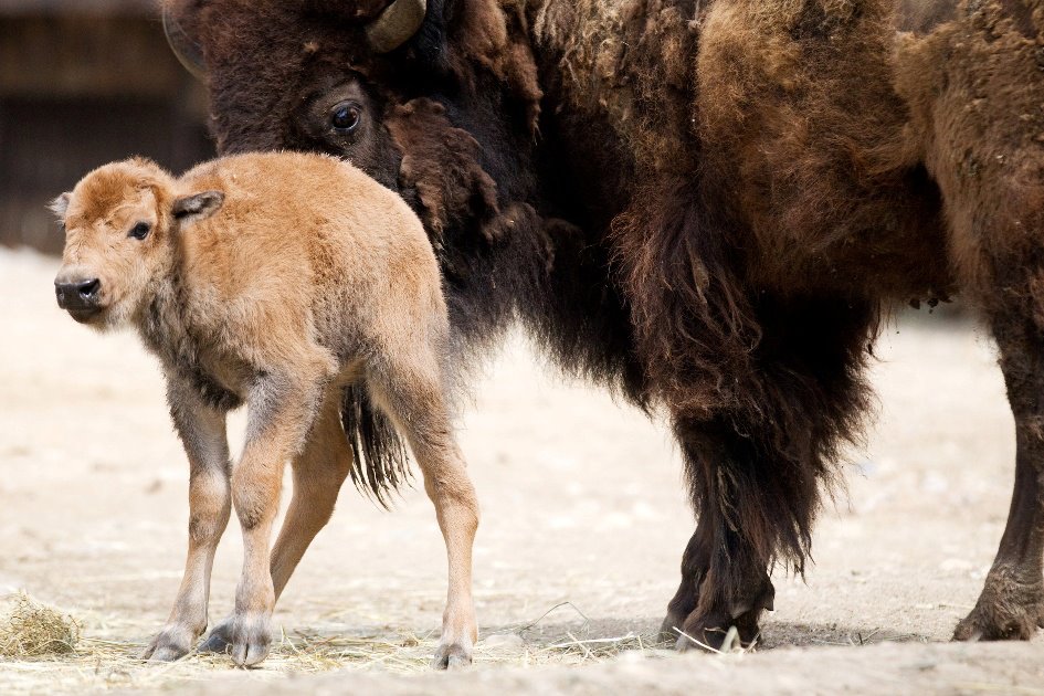 První krůčky bizoního mláděte, foto (c) Tomáš Adamec