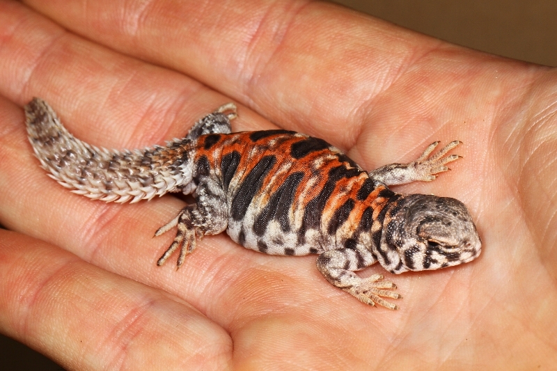 Mládě trnorepa zdobeného, foto (c) Petr Velenský, Zoo Praha