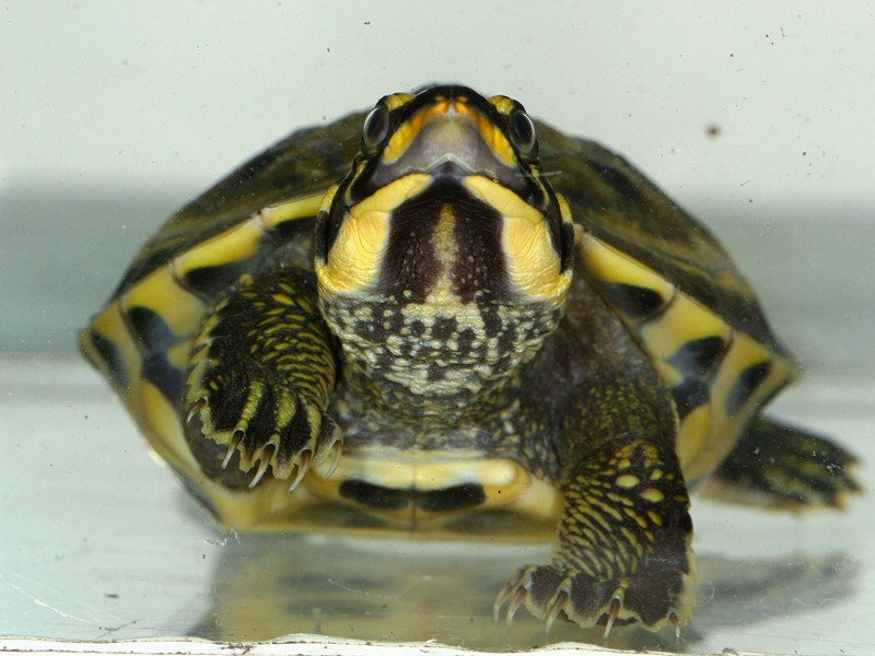 Portrét mláděte želvy korunkaté. Foto (c) Petr Velenský, Zoo Praha