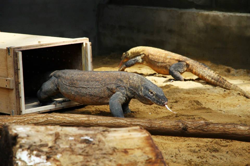 Dráčata opouštějí bedny. Opět jsou doma. Foto (c) Petr Velenský, Zoo Praha