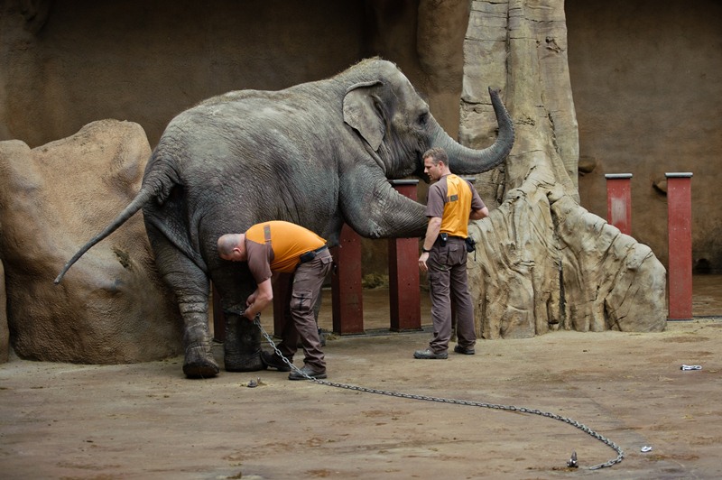 Stěhování Donny z rotterdamského pavilonu. Autor foto: Khalil Baalbaki, Zoo Praha