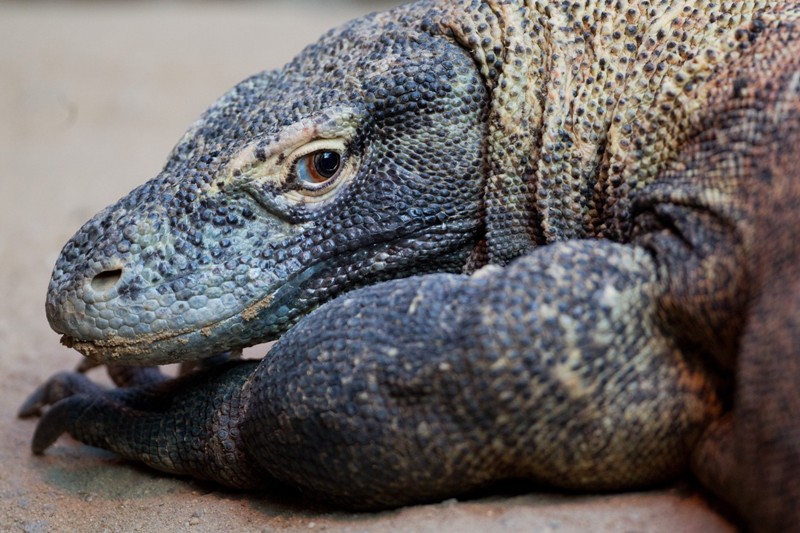 Aranka je světovou rekordmankou v počtu nakladených snůšek. Foto: Tomáš Adamec, Zoo Praha 