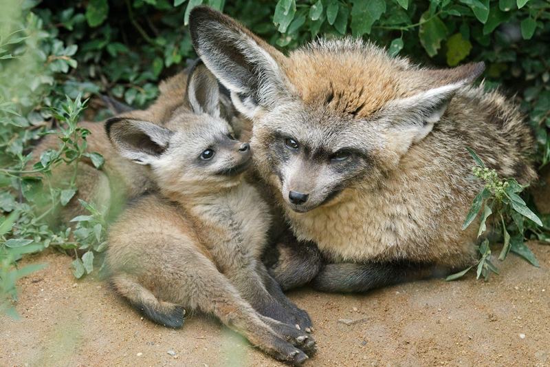 Samec psa ušatého se svým potomkem, foto © Tomáš Adamec, Zoo Praha