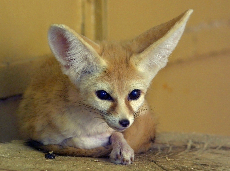 Dospělý fenek. Foto: archiv Zoo Praha