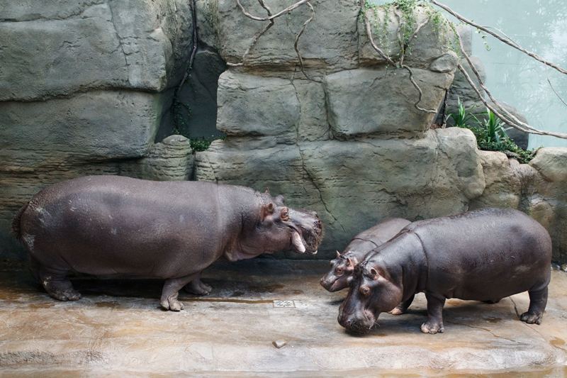 Pražští hroši v novém domově. Foto (c) Tomáš Adamec, Zoo Praha