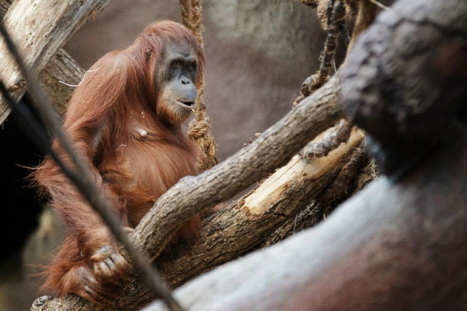 Foto: Tomáš Adamec, Zoo Praha