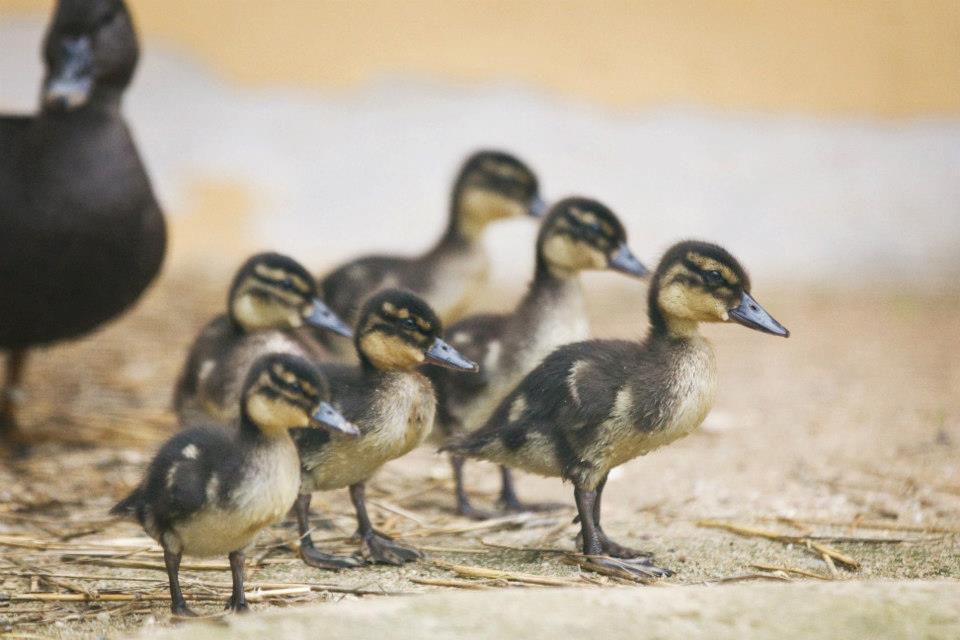 Kachna temná se svými potomky, foto (c) Tomáš Adamec, Zoo Praha