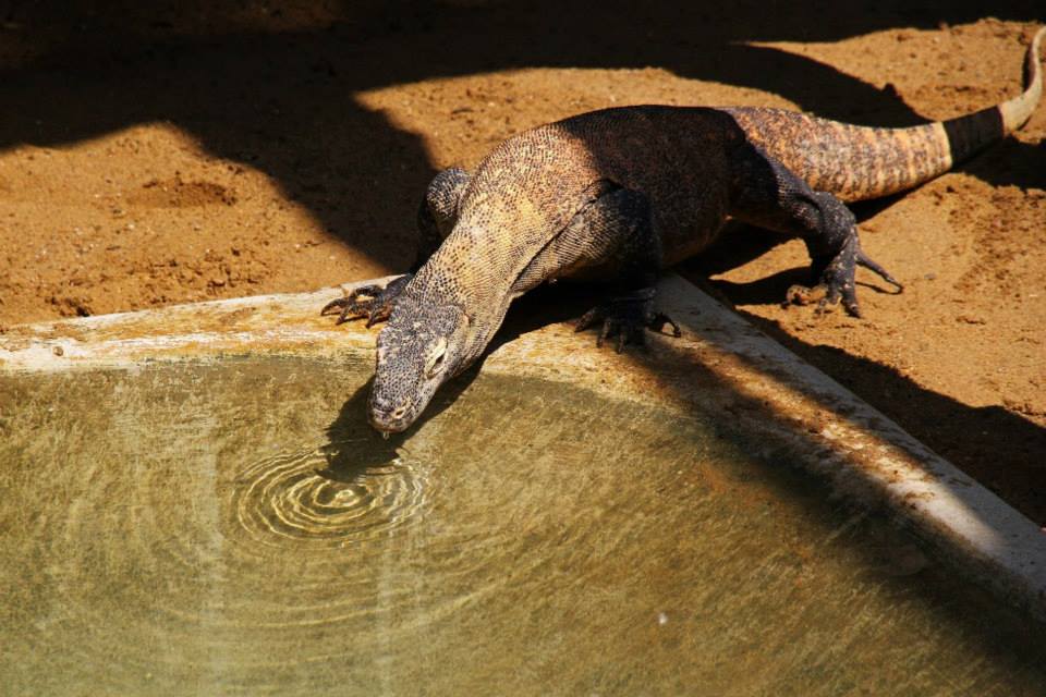 Trocha osvěžení. Foto (c) Petr Velenský, Zoo Praha