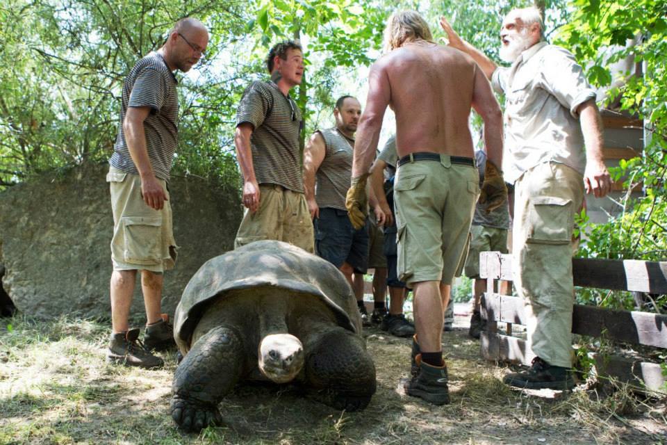 Eberhard nedlouho po vyložení ve výběhu Pavilonu velkých želv. Foto (c) Tomáš Adamec, Zoo Praha
