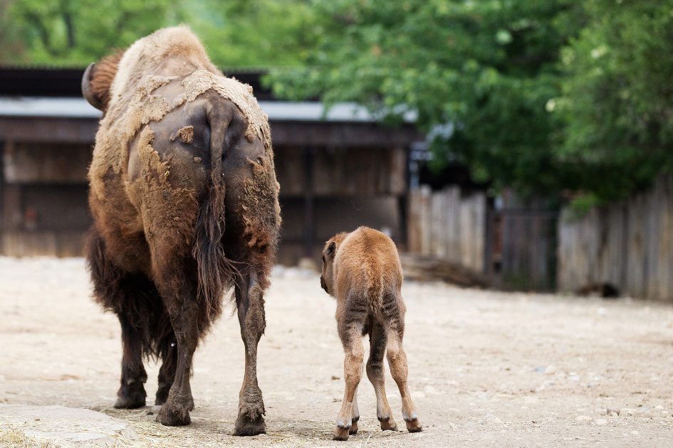 Za chvíli mládě svoji matku následovalo, foto (c) Tomáš Adamec