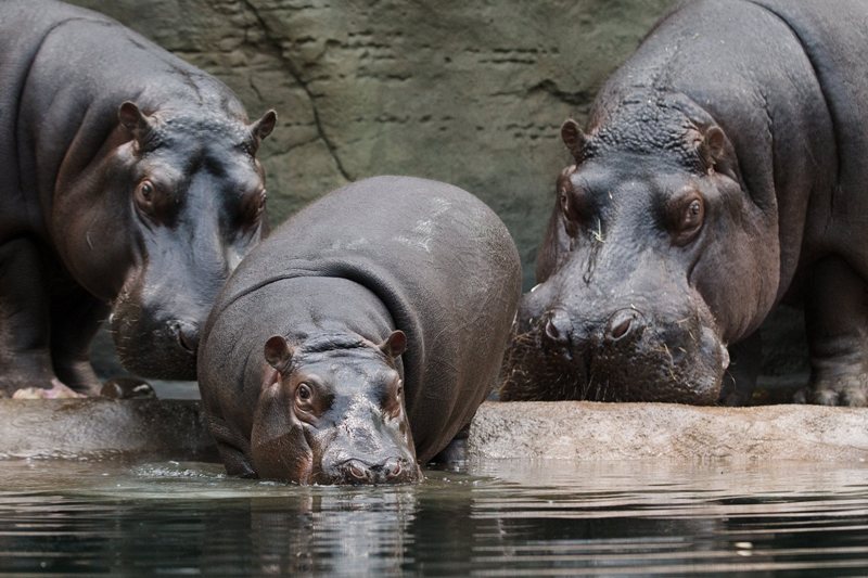 Do bazénu se jako první odvážil zvídavý Váleček (uprostřed). Následovala ho Maruška (vlevo), Slávek přihlížel. Foto (c) Tomáš Adamec, Zoo Praha