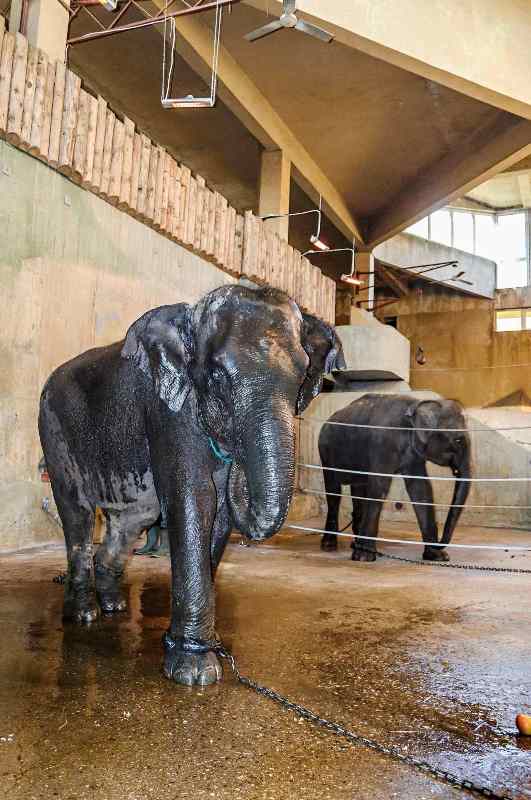 Tamara s Janitou v pražské karanténě, která vznikla v někdejším Pavilonu velkých savců. Foto: Roman Vodička, Zoo Praha