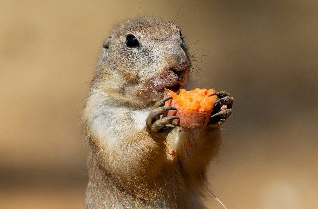 Psoun prériový, foto (c) Archiv Zoo Praha