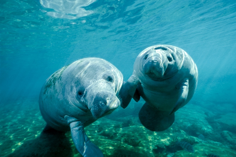 Kapustňáci se stanou jedním z největších lákadel zoo. Foto: Doug Perrine/naturepl.com