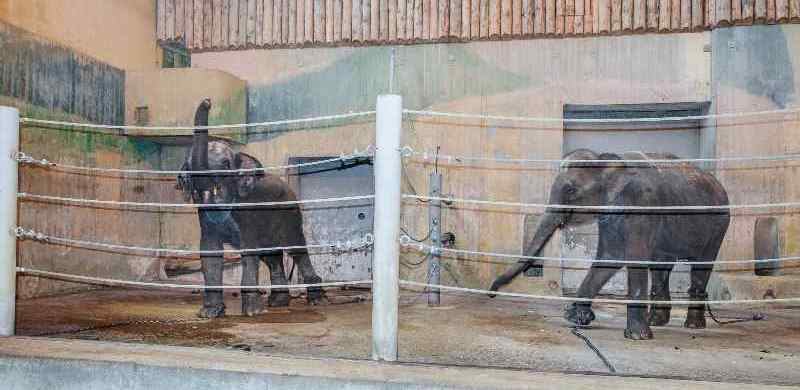 Slonice v karanténě, foto (c) Roman Vodička, Zoo Praha