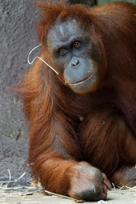 Orangutaní samice Mawar porodila. Mládě je pro ni už třetím přírůstkem. Foto: Tomáš Adamec, Zoo Praha
