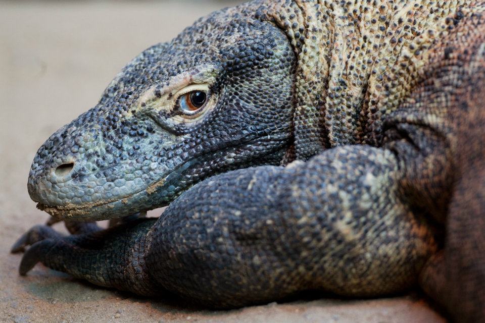 Varanka Aranka, foto (c) Tomáš Adamec, Zoo Praha