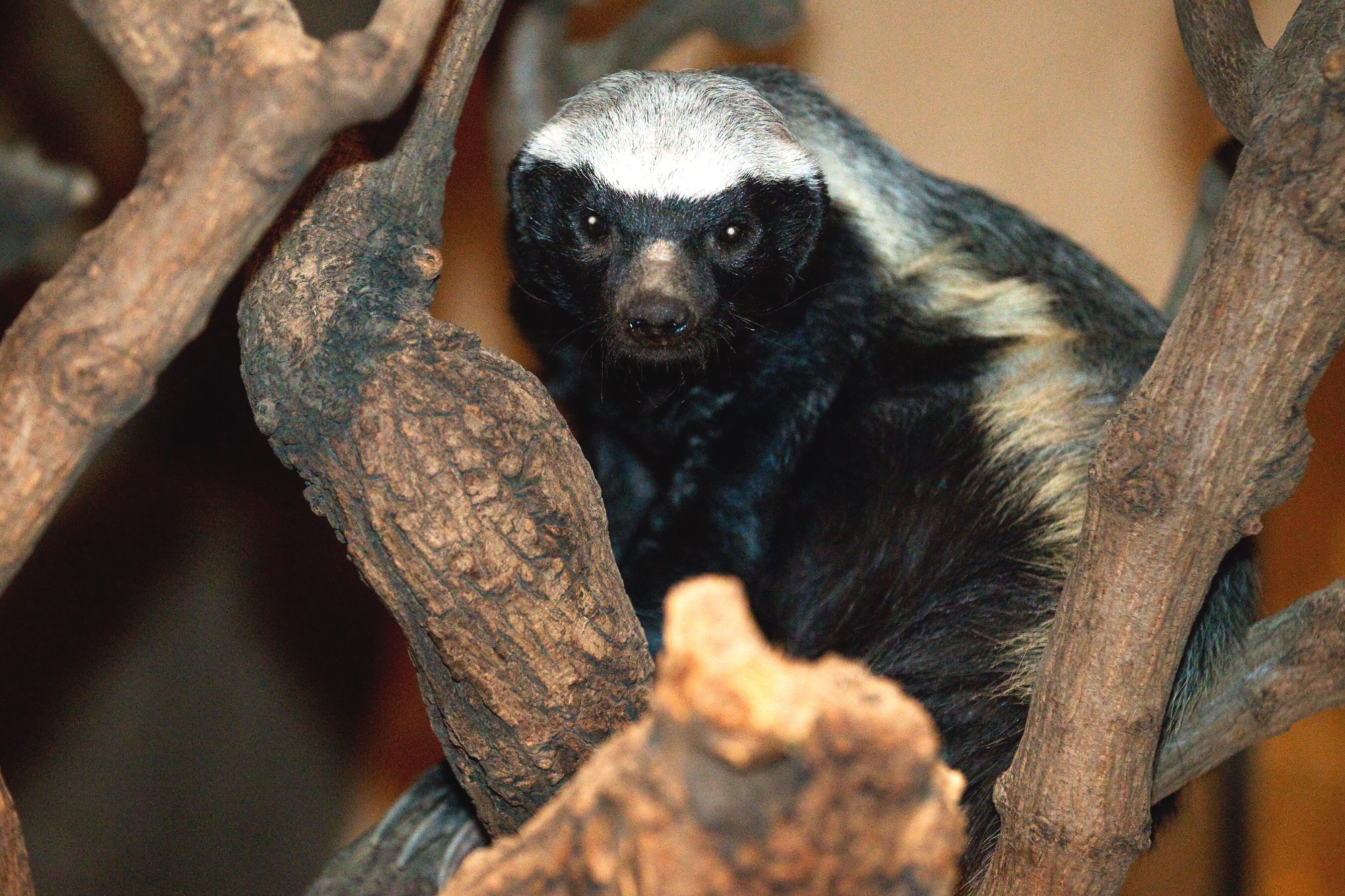 Samice Barča přicestovala až z Jihoafrické republiky. Foto: Tomáš Adamec, Zoo Praha