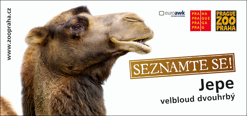 Reklamní kampaň Seznamte se! Velbloud Jepe, (c) Zoo Praha