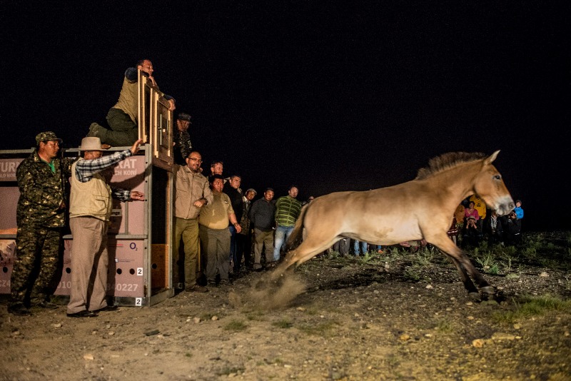 Ředitel Zoo Praha Miroslav Bobek při vypouštění jedné z klisen z transportní bedny. Foto: Petr Jan Juračka, Zoo Praha