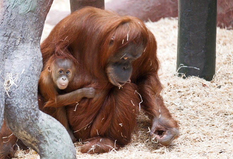 Diri, foto (c) Tomáš Adamec, Zoo Praha