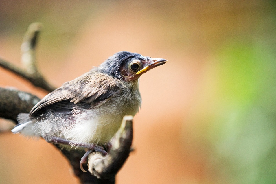 Mládě sojkovce modrotemenného. Foto: Tomáš Adamec, Zoo Praha