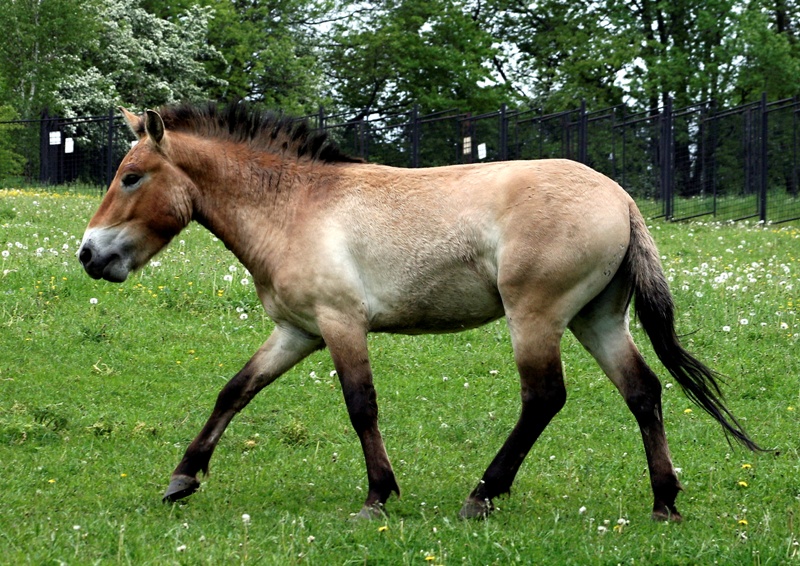 Hřebec Matyáš, foto: Jozef Sebíň