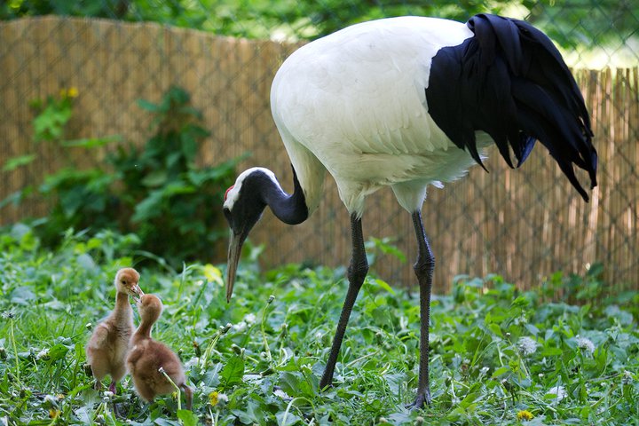 Jeřábi v době toku tančí proslulé zásnubní tance. Tvoří páry na dlouhou dobu a o mláďata se starají oba rodiče společně. Foto: Tomáš Adamec, Zoo Praha