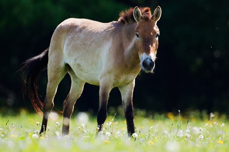 Klisna Cassovia, foto: Tomáš Adamec, Zoo Praha