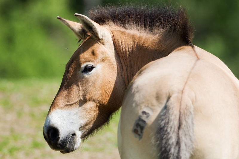 Klisna Kordula, foto: Tomáš Adamec, Zoo Praha