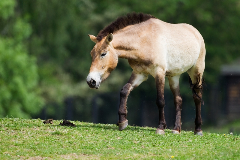 Klisna Lima, foto: Tomáš Adamec, Zoo Praha