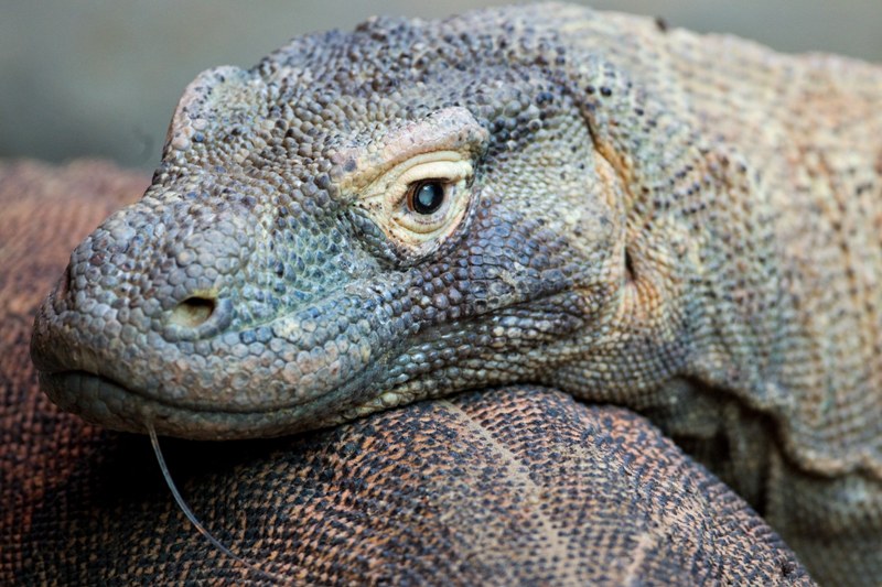 Leonardo, varan komodský. Autor: Tomáš Adamec, Zoo Praha 